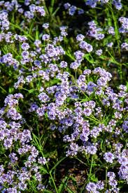 Image result for Barleria rigida