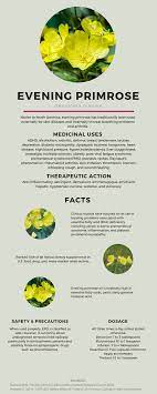 Evening Primrose Benefits And Uses Holistic Health Nutrition Evening Primrose Ginger Essential Oil