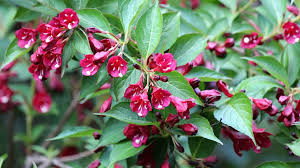 You'll need to know the common or scientific name of your plant, as plants are alphabetized over numerous pages, but clear pictures of the flowers and plants are provided to help ensure. The Best Dog Friendly Hedges And Shrubs