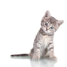 Image result for cat