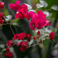 Image result for Bougainvillea
