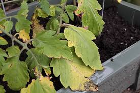 Before making applications, be sure to read the guidelines carefully. 20 Common Tomato Plant Problems And How To Fix Them Agriculture Information Bank