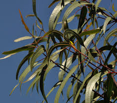 This is when the gums around the teeth become very red and swollen. Ufei Selectree A Tree Selection Guide