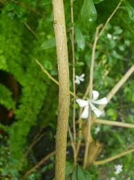 Image result for Turraea floribunda