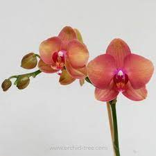 Phalaenopsis Orchid Orchids Phalaenopsis