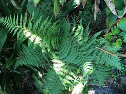 Image result for Dryopteris antarctica