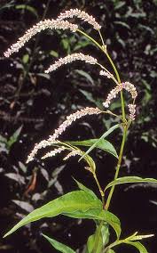 Image result for Persicaria lapathifolia