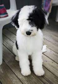 Emma's f1 mini sheepadoodle puppies. Get Best Sheepadoodle Puppies For Sale Open R