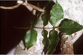 Image result for Zanthoxylum sp. A