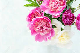 Peonies Beautiful Bouquet Of Pink White And Purple Peony In Stock Photo Picture And Royalty Free Image Image 83288924
