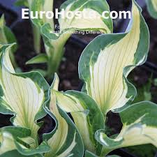 We're a full service agency based in brooklyn, ny. Hosta Something Different Eurohosta
