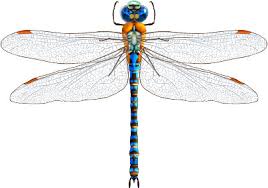 Download Dragonfly Svg Free Vector Download 85 113 Free Vector For Commercial Use Format Ai Eps Cdr Svg Vector Illustration Graphic Art Design