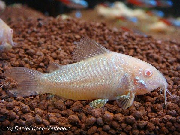 Mga resulta ng larawan para sa Corydoras fish Albino"