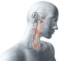 The common carotid artery is a paired structure that supplies blood to the head and neck. How Many Carotid Arteries In The Neck Carotid Artery Disease Society For Vascular Surgery There Are Two Carotid Arteries Coastline Movie