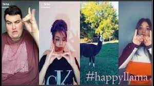 Happy Llama Tiktok Videos Compilation Happyllama Youtube