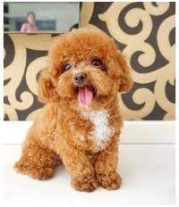 Well you're in luck, because here they come. Mini Toy Poodle Puppy For Sale Toy Poodle Full Grown Toypoodlefullgrown In 2021 Toy Poodle Puppies Mini Poodle Puppy Poodle Puppies For Sale