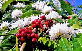 Like the episode on your phone download free podcast app. Where The Coffee Plants Bloom The Hindu
