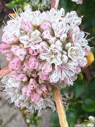 Image result for Eriosema parviflorum