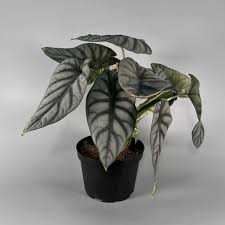 Image result for Alocasia