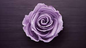 Maybe you would like to learn more about one of these? Purple Rose Flower Wallpaper Hd Novocom Top
