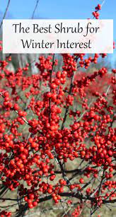 The Best Shrub For Winter Interest Shrubs Colorful Garden Backyard Farming