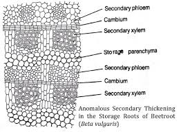 Secondary Thickening In Beta Vulgaris Easybiologyclass In 2020 Secondary Function Of Roots Biology Class