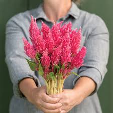 Image result for Celosia