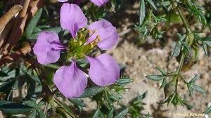 Image result for Fagonia