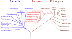 Recombinarea materialului genetic între diferite celule bacteriene reprezintă sursa de variabilitate genetică, foarte importantă pentru selecţia la procariote punctul de origine este fixat de membrana plasmatică, iar la eucariote se fixează cu metaloproteine de axa proteică a cromozomilor (sar). Eucariote Wikipedia