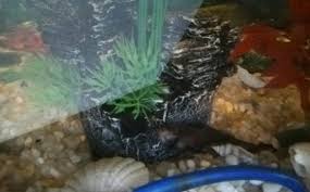 Compare your betta's active symptoms to these common betta fish diseases. Aquarium Salt For Betta Vang Bettas