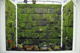 Update Drip Wall Orchid Cabinet Orchids Planted Aquarium Growing Gardens