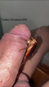 Play w cockroaches - Formicophilia | MOTHERLESS.COM ™
