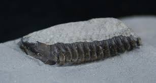 Image result for Tricalysia niamniamensis