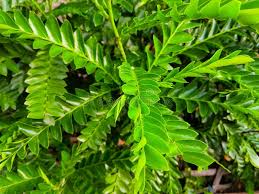 Image result for Phyllanthus beillei