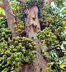 Image result for Ficus sur