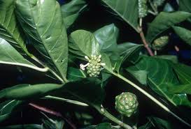 Image result for Morinda angolensis