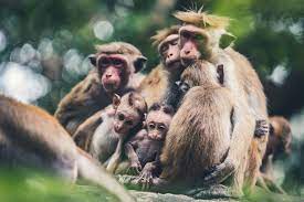 Monkey Family Monkey Baby Monkey Family