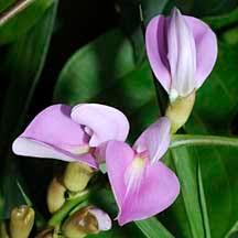 Image result for Canavalia cathartica