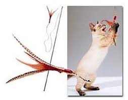 Da bird really gets cats going! Go Cat Da Bird Cat Teaser Wand Cat Toys Cat Connection Cats