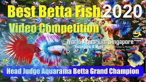 Best Betta Video Competition Top10 Grand Champion 2nd 3rd Winners World Best Betta Fishes 2020result Youtube