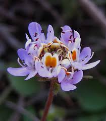 Image result for Melanospermum