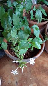 Image result for Plumbago zeylanica