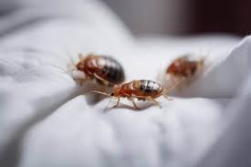 Image result for Bed Bug
