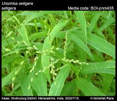 Image result for Urochloa arrecta