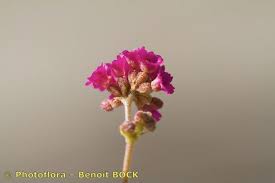 Image result for Boerhavia repens