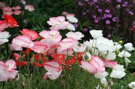 We did not find results for: Romantic Papaver Rhoeas Falling In Love Deer Resistant Flowers Flower Seeds Flowers
