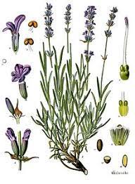 Lavandula Angustifolia Wikipedia Planta De Lavanda Flores De Lavanda Ilustracao De Plantas