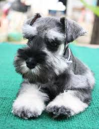 Salt And Pepper Miniature Schnauzer Salt And Pepper Miniature Schnauzer Puppies Schnauzer Puppy Miniature Schnauzer Puppies Mini Schnauzer Puppies