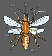 2 skyrim body parts numbers. Parts Of An Insect Insects Overview Te Ara Encyclopedia Of New Zealand