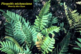 Image result for Pleopeltis